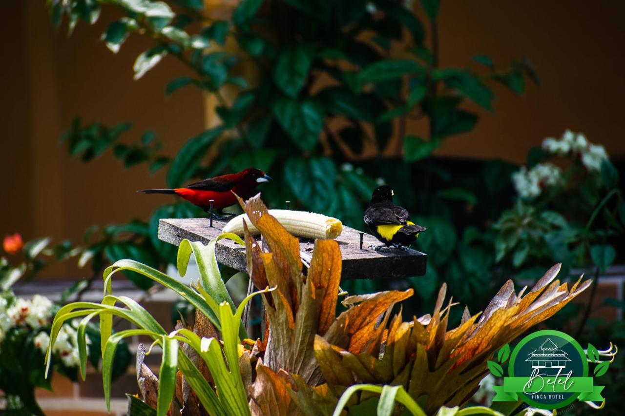 Finca Hotel Betel San Carlos Luaran gambar