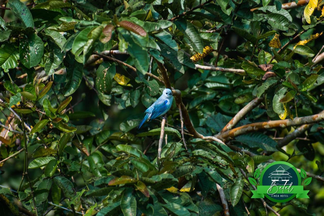 Finca Hotel Betel San Carlos Luaran gambar