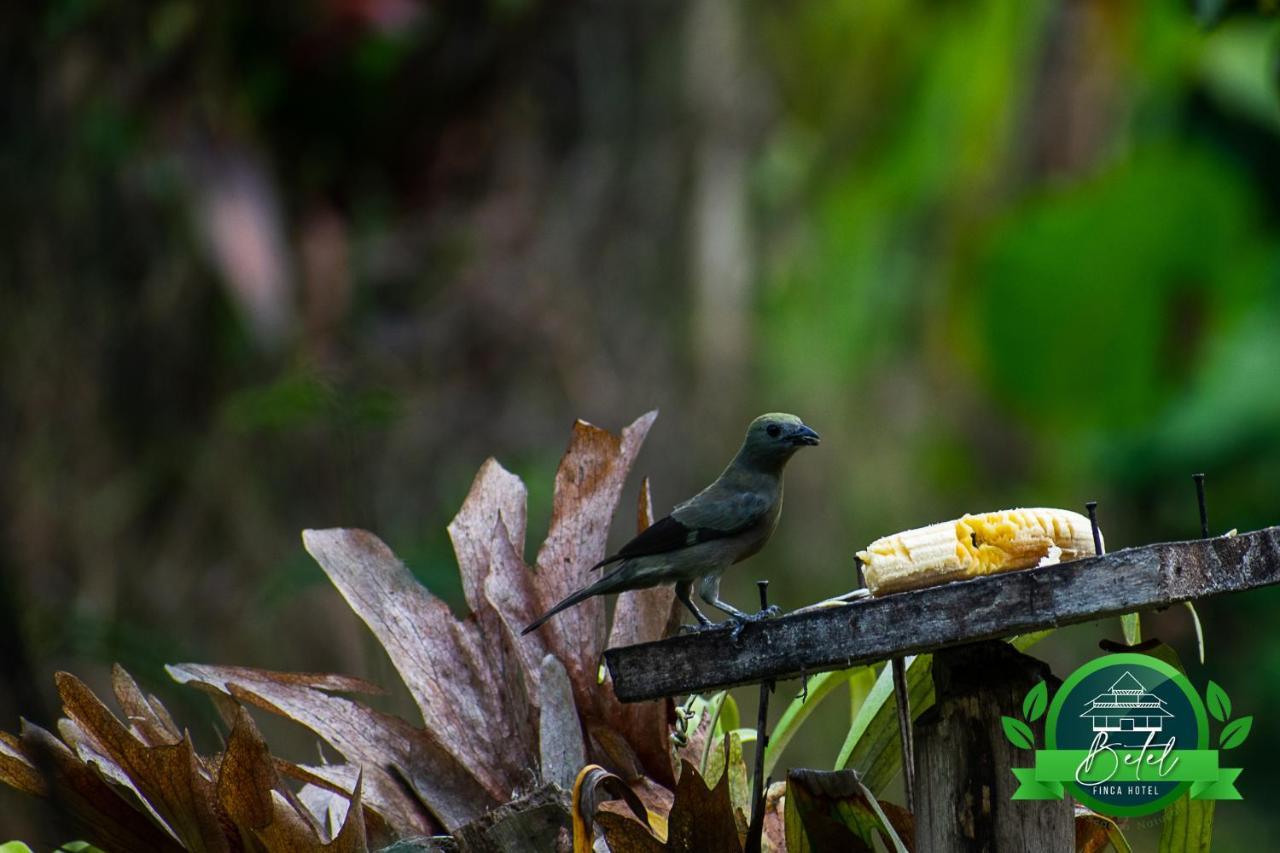 Finca Hotel Betel San Carlos Luaran gambar