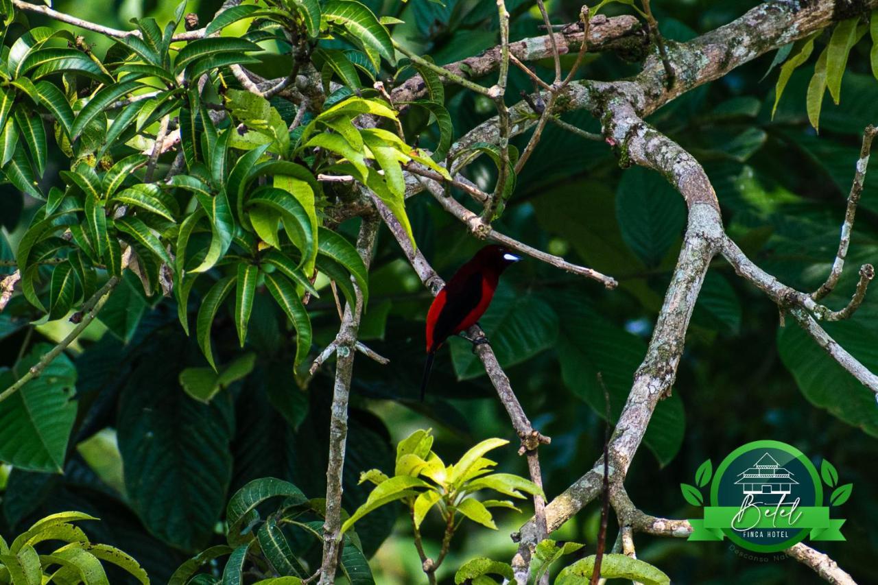 Finca Hotel Betel San Carlos Luaran gambar