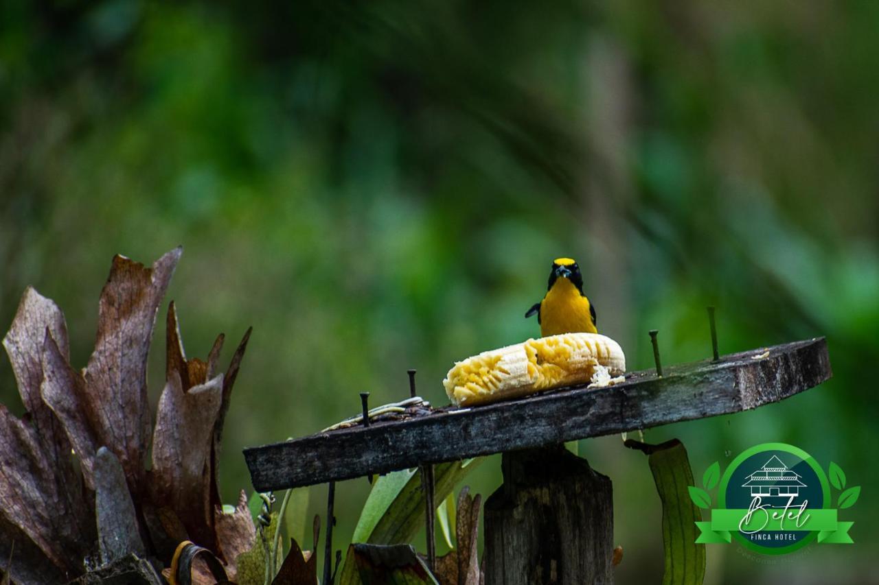 Finca Hotel Betel San Carlos Luaran gambar